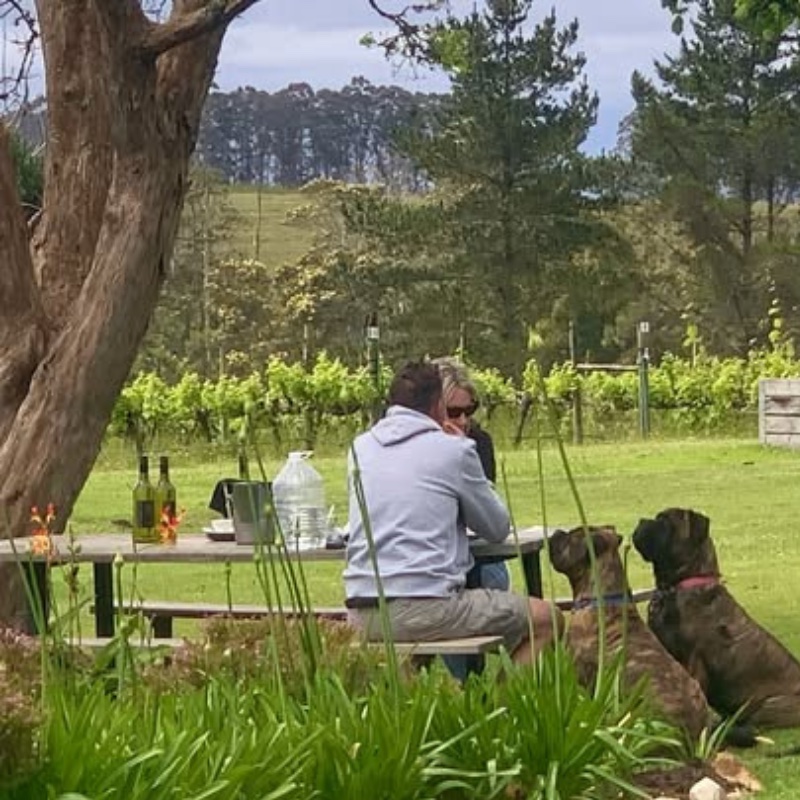 Picnic at Luka Vineyards
