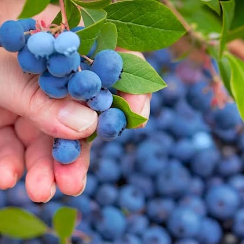 Fresh blueberries at Wild Oats